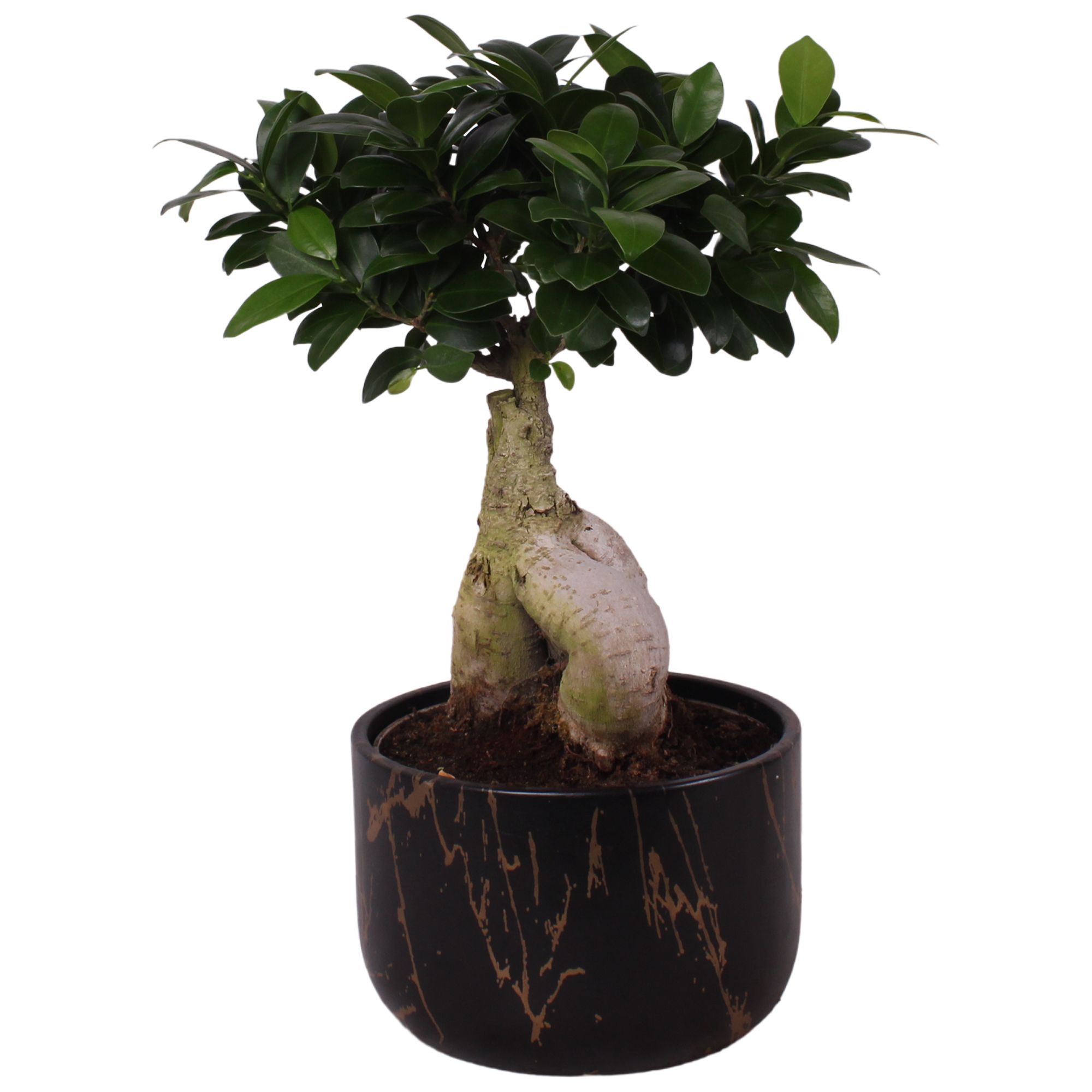 Ficus m. Ginseng Ball Shape Ø18cm in Ø20cm Ceramic PL469, D 20