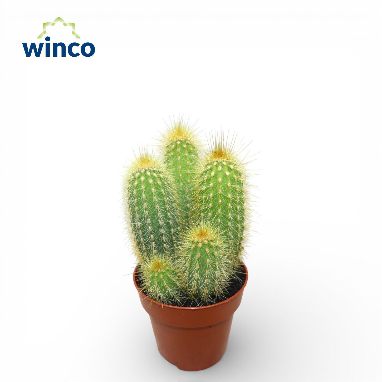 Pilosocereus Chrysotele, D 5,5