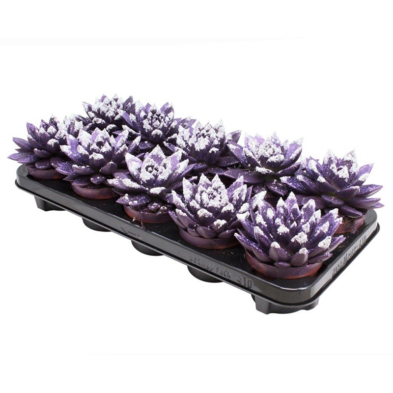 Miranda coloured dark purple + snow, D 10,5