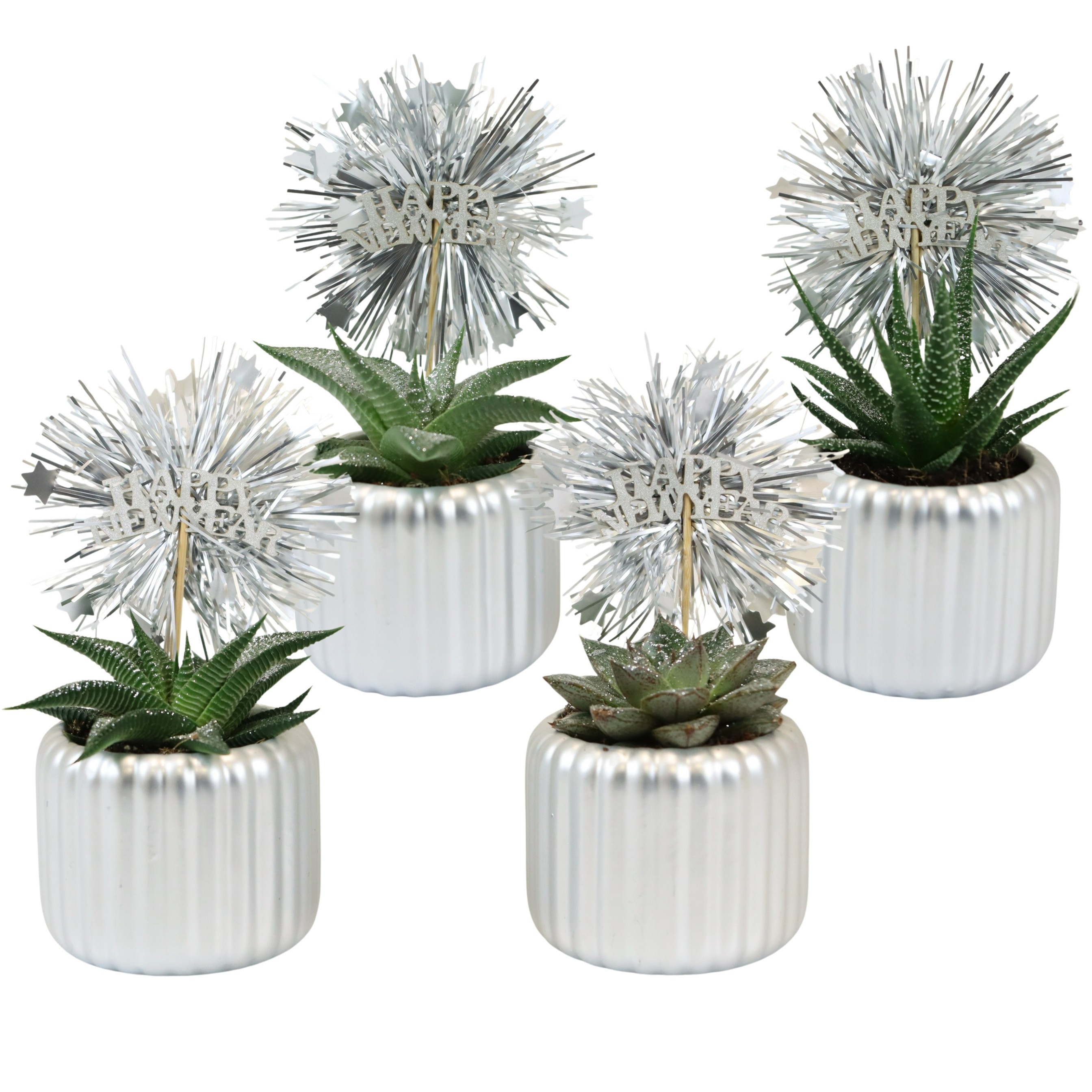 Vertical Silver with Glitter Succulent mix, D 6