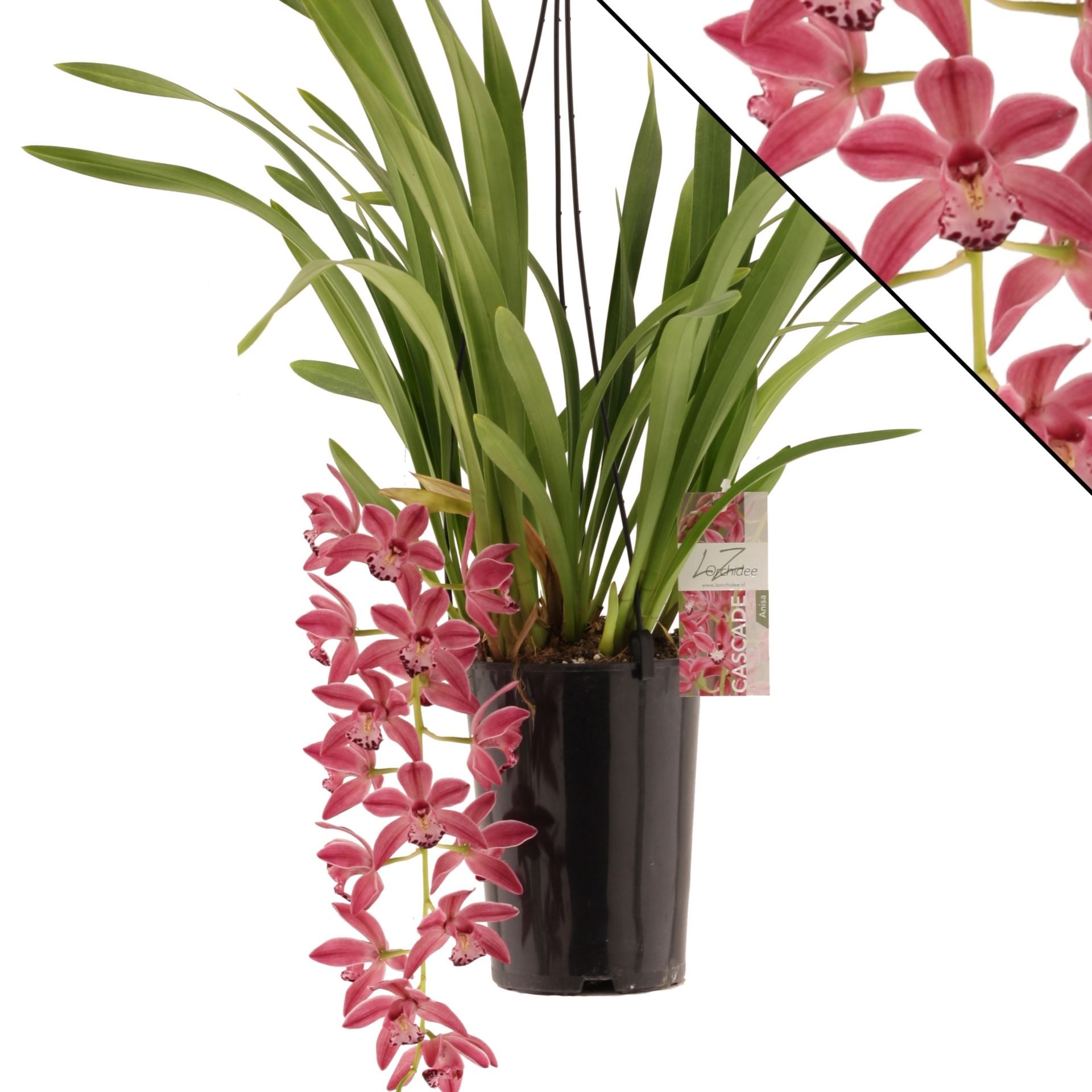 Cymbidium p14 cascade Anisa 1T10+, D 14