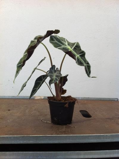 ALOCASIA X AMAZONICA, D 12