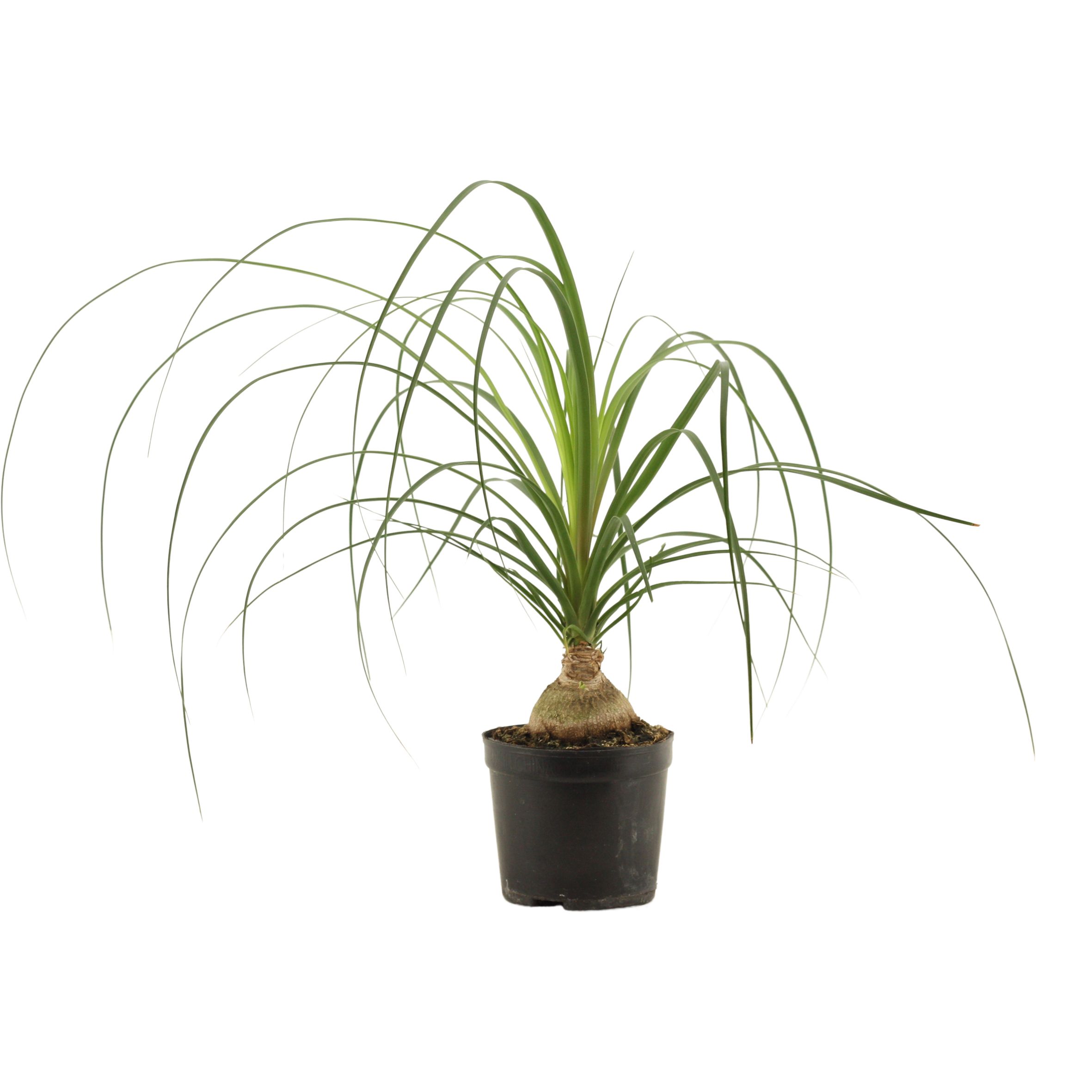 Beaucarnea Bol 12 cm (1 kop), D 12