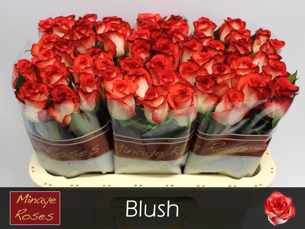 Роза од. Баш 60, шт.