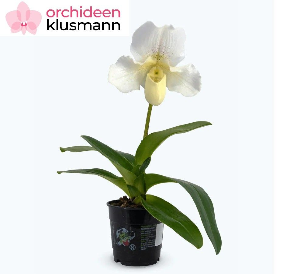 Paphiopedilum hybr. 'White-Lady', D 12