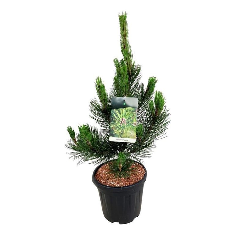 Pinus held. 'Satellit', D 32