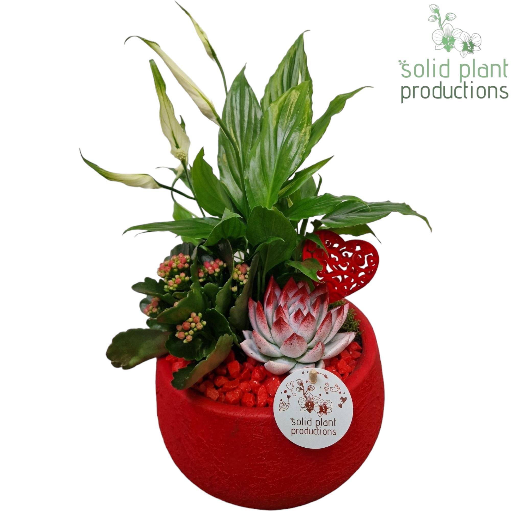 SE054 Esra Red Small, D 21