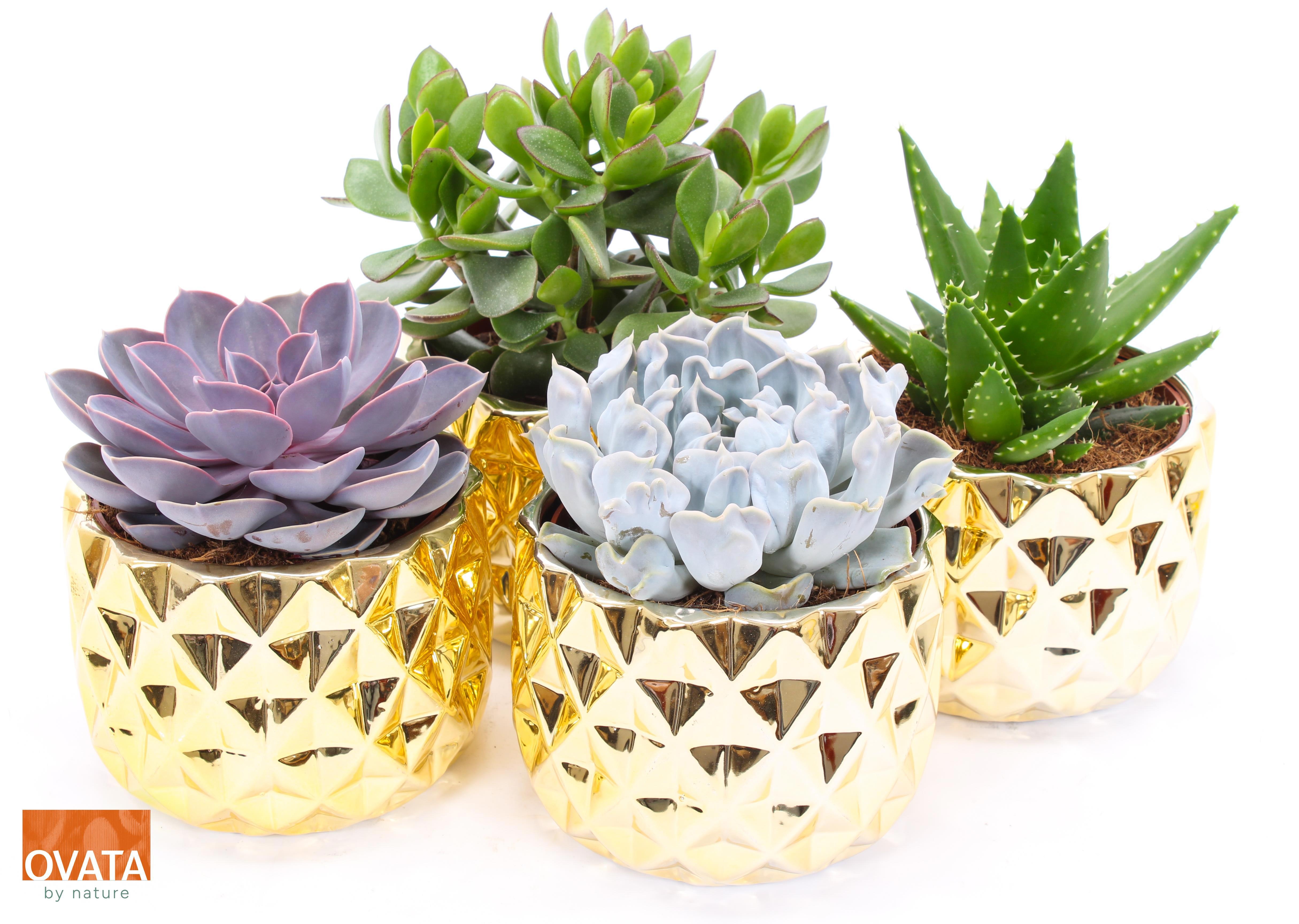 Succulent mix in Las Vegas 14, D 14