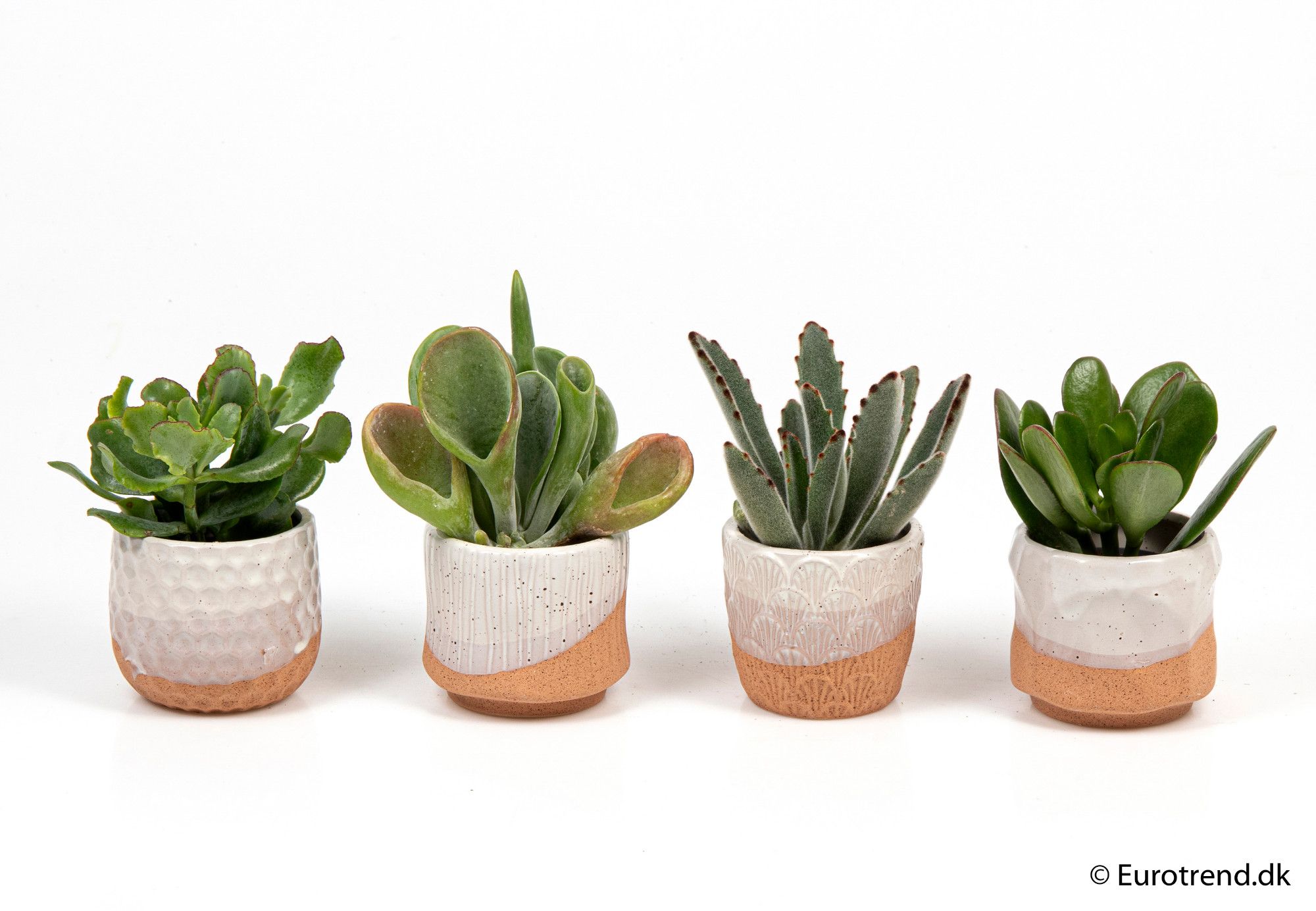 Succulent mix in ceramic - New Look 2025, D 6