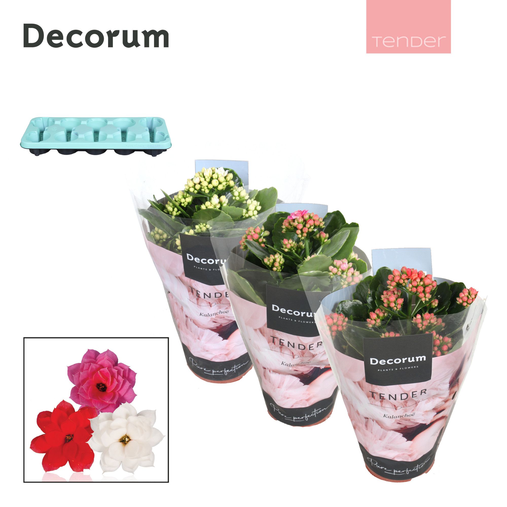 Kalanchoe Decorum TENDER - Love Mix, D 10,5