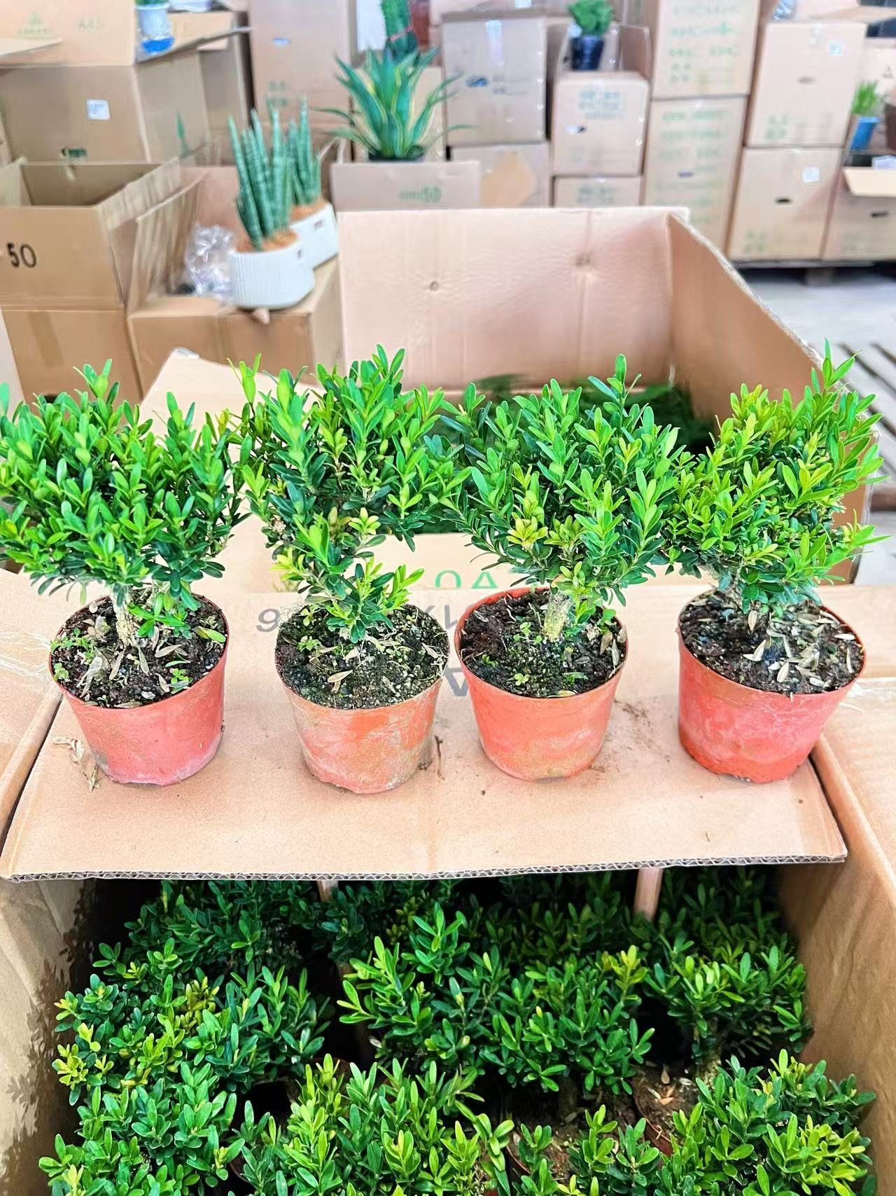 Буксус синика 100 Премиум Боксвуд 10 19