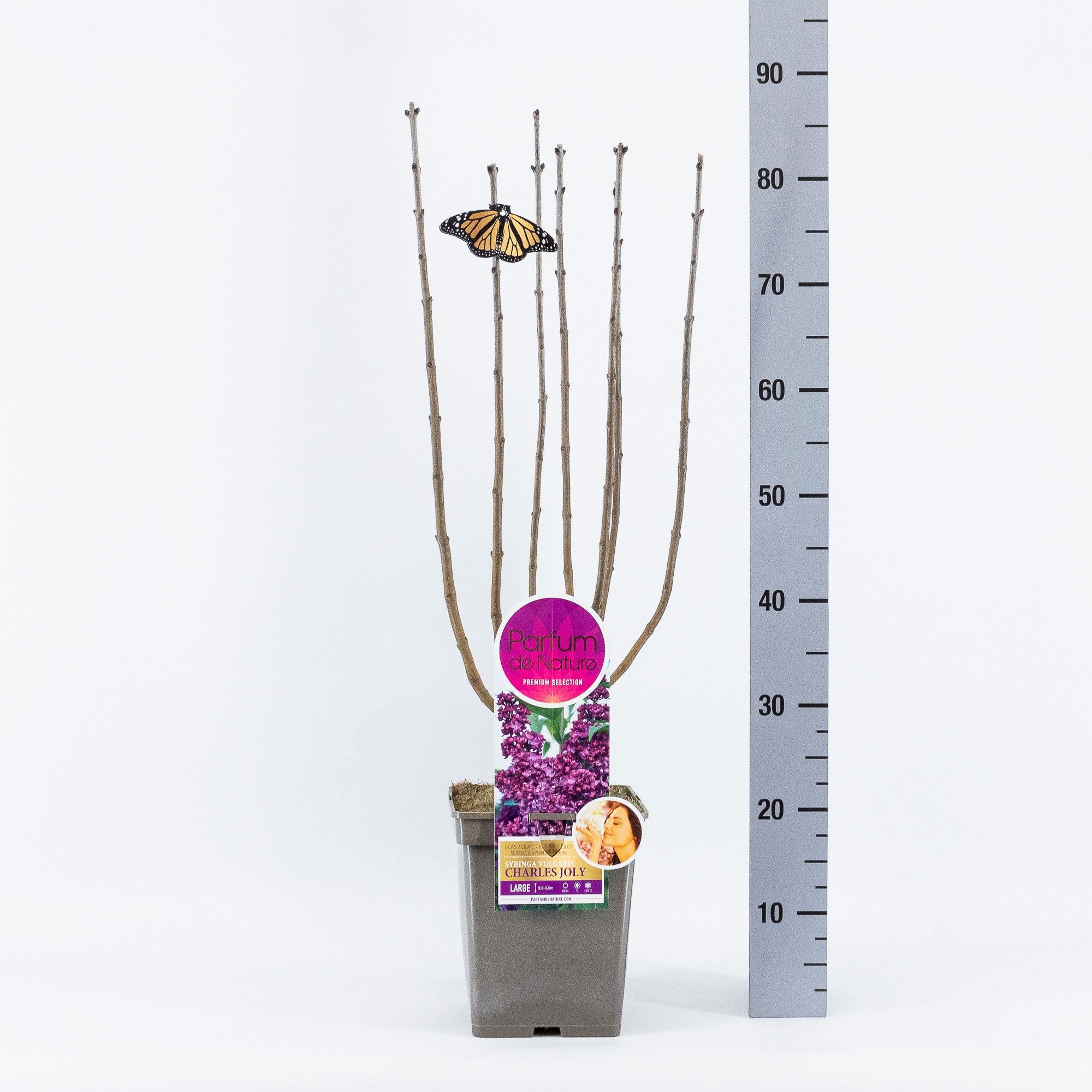 Syringa Charles Joly, 'Premium Selection', C5, D 23 cm