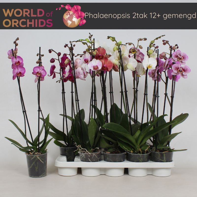 Phalaenopsis Gemengd 2 Tak, D 12