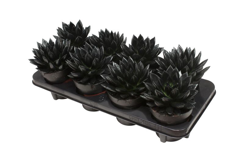 Miranda coloured black + Natureglit®, D 12 cm