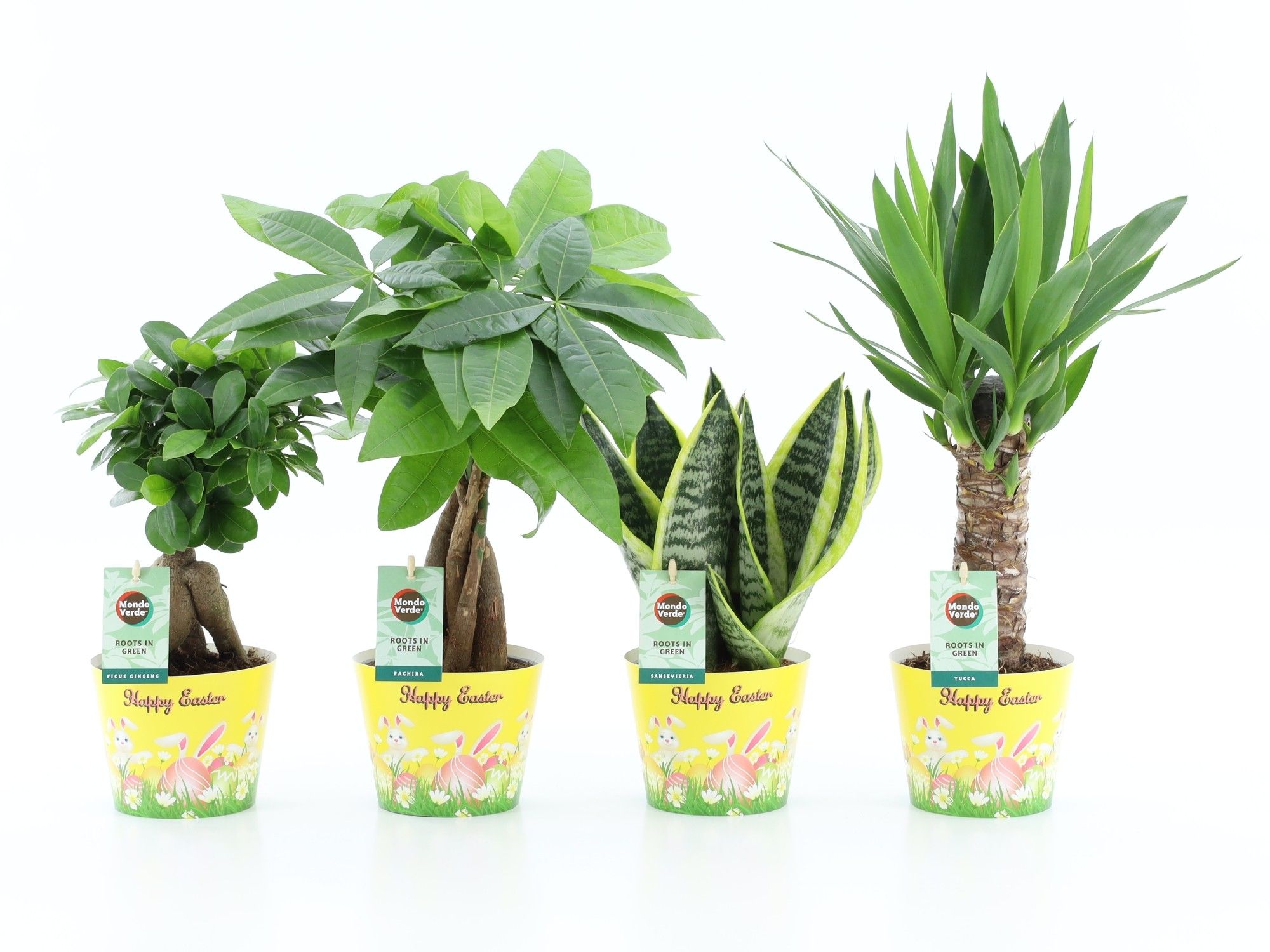 Amazone Mix in Potcover Pasen, D 12