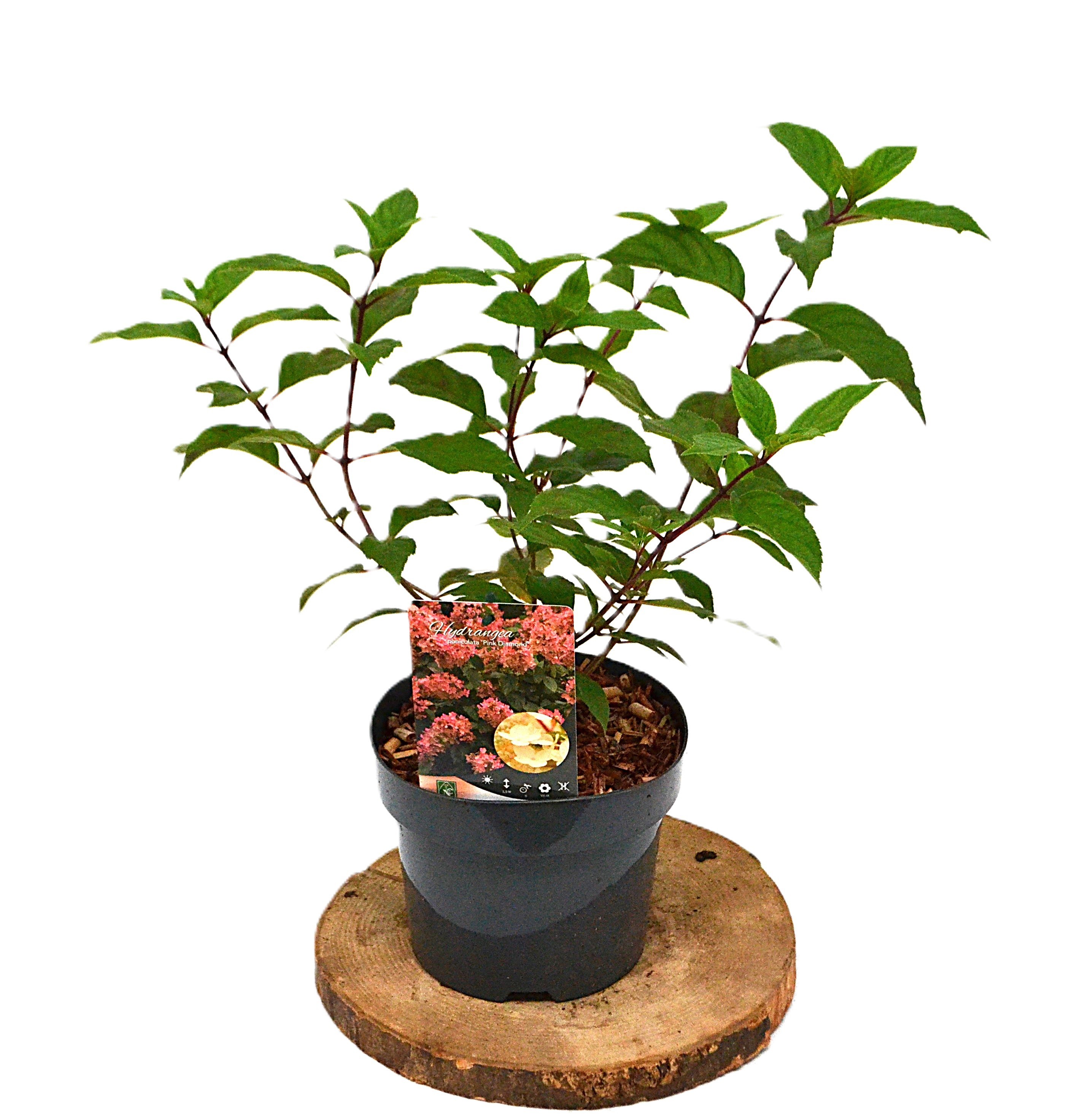 Hydrangea paniculata Pink Diamond C3, D 19