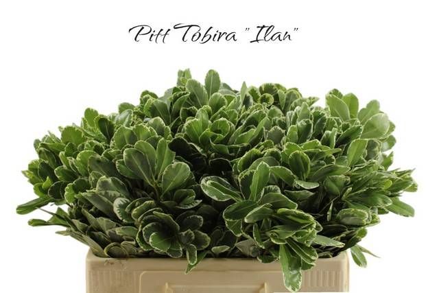 Питтоспорум Илан 55, шт.