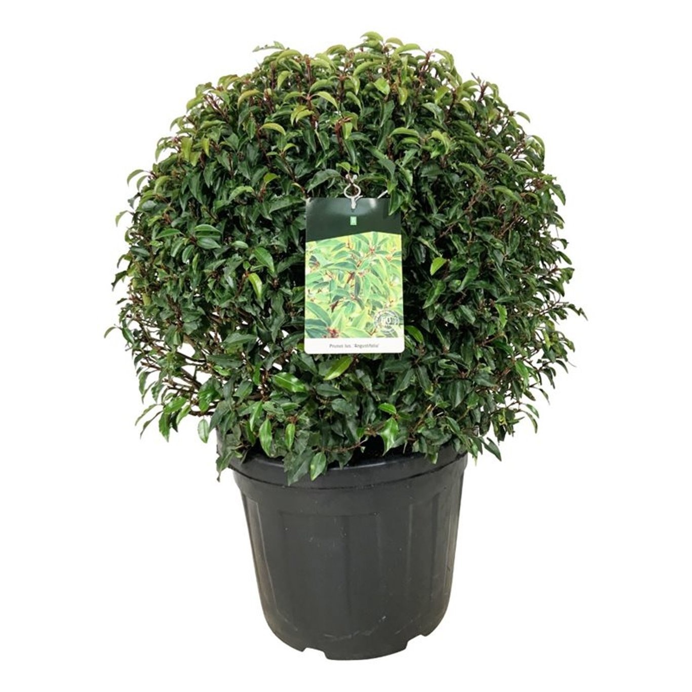 Prunus lus. 'Angustifolia', D 50