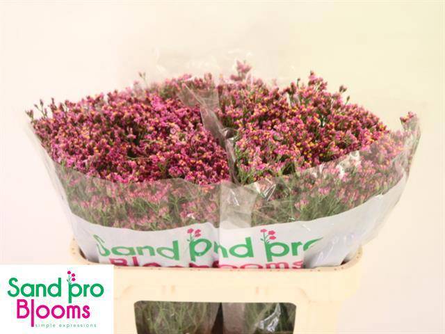 Лимониум Тифани Даймонд 70, шт.