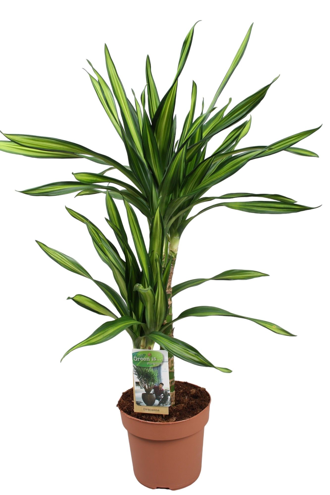 Dracaena Riki 30-15, D 17