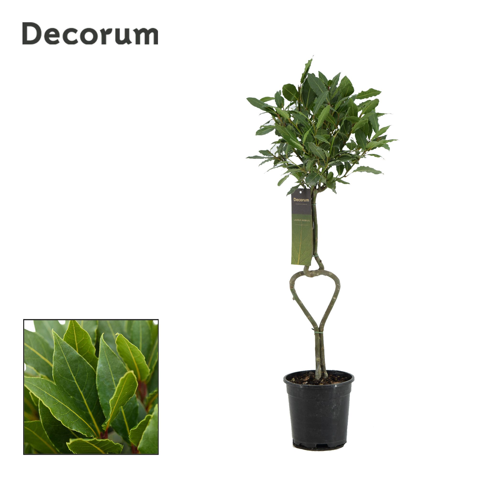 Laurus nobilis Hartvormige stam Decorum los, D 17