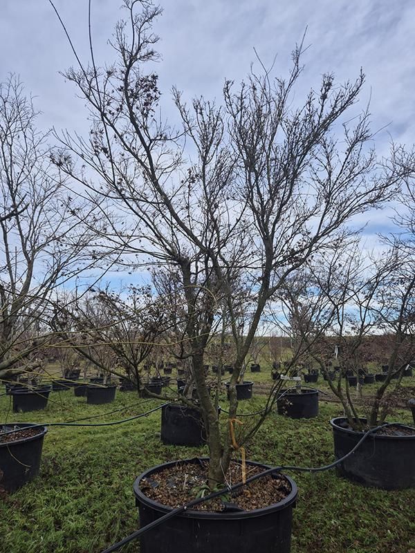 Acer pal. 'Butterfly', D 120