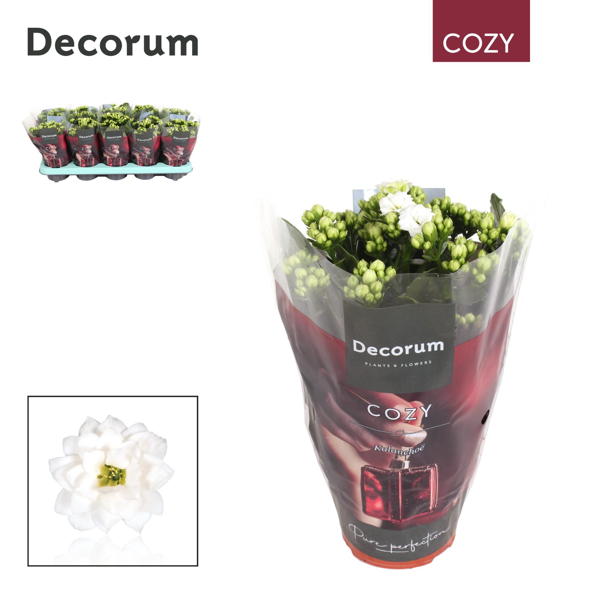 Kalanchoe Decorum Cozy - White - kerst, D 10,5 cm Kalanchoe Decorum Cozy - White - kerst, D 10,5 cm