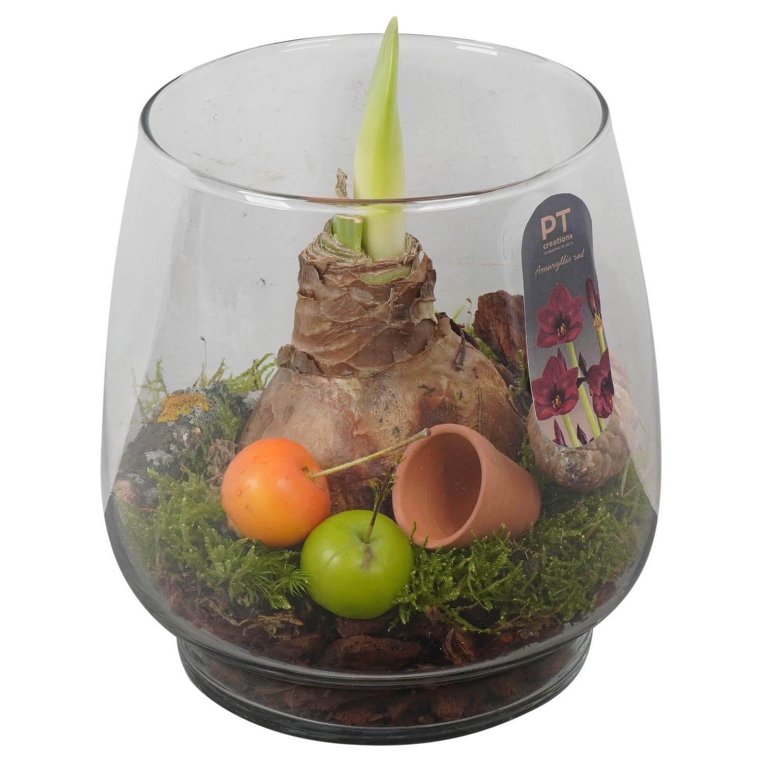 PTAA8811 Arrangement Amaryllis in glazen vaas, D 16