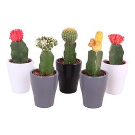 Cactus mix 5,5cm in Ø7,0cm Ceramic Carly, D 7