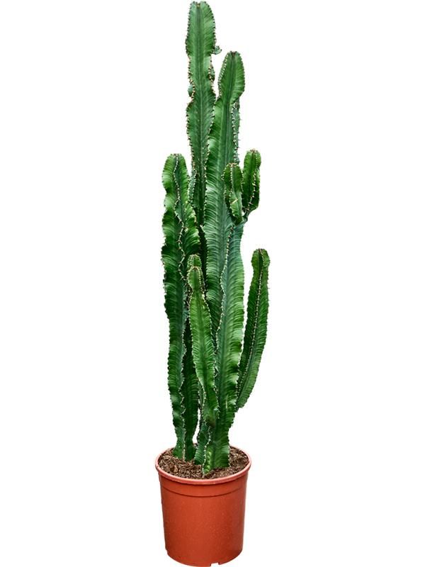 Euphorbia erytrea (120-130), D 24
