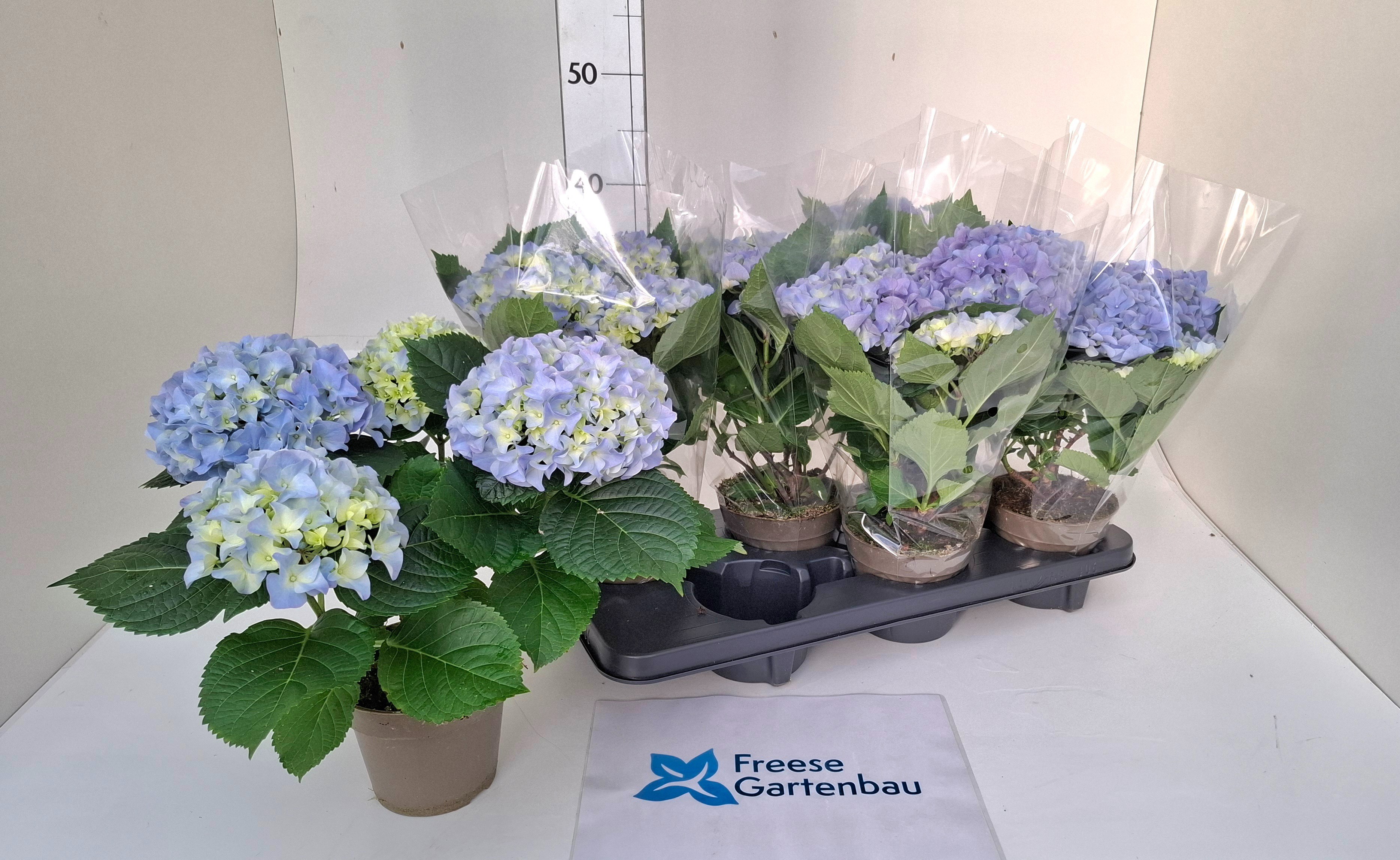 Hydrangea macropylla, D 13