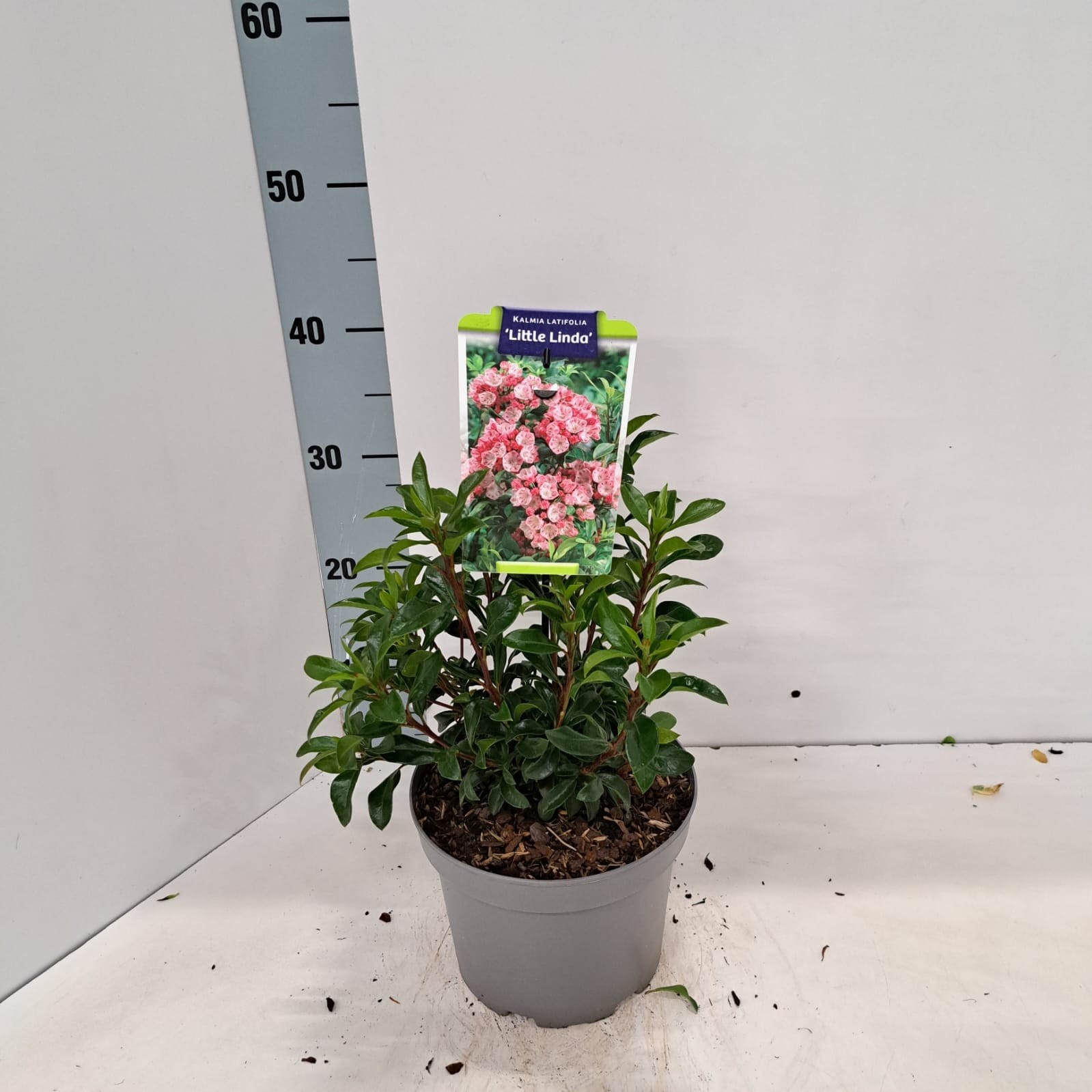 Kalmia lat. 'Little Linda', D 19