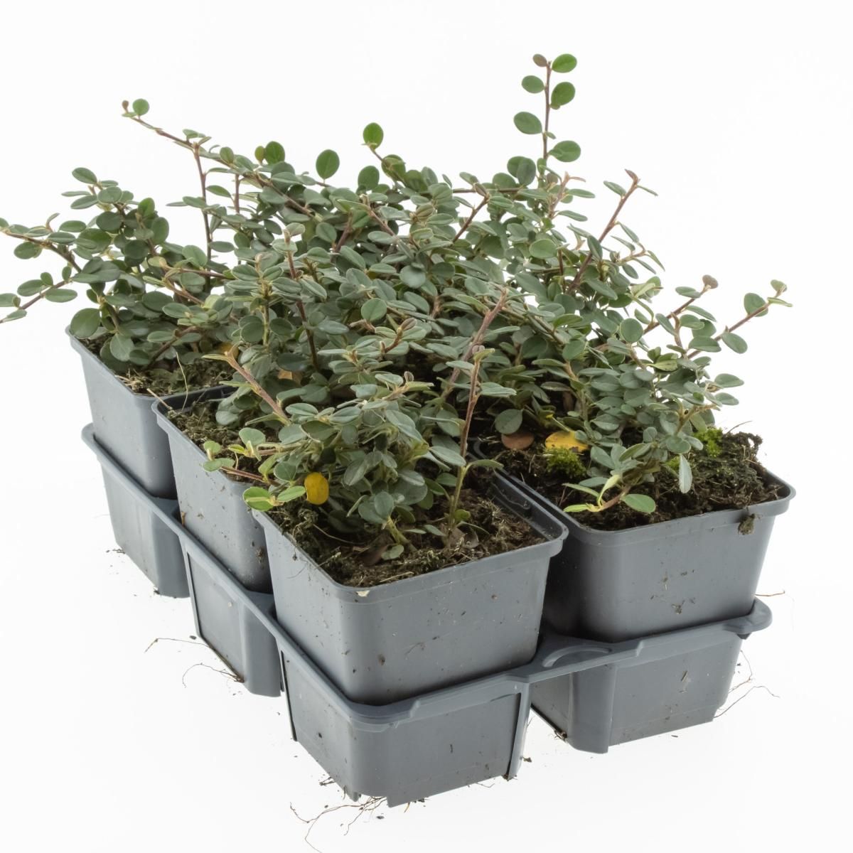 Cotoneaster pr. 'Queen of Carpets', D 9