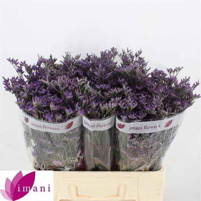 Лимониум Шутин Стар 60, шт.