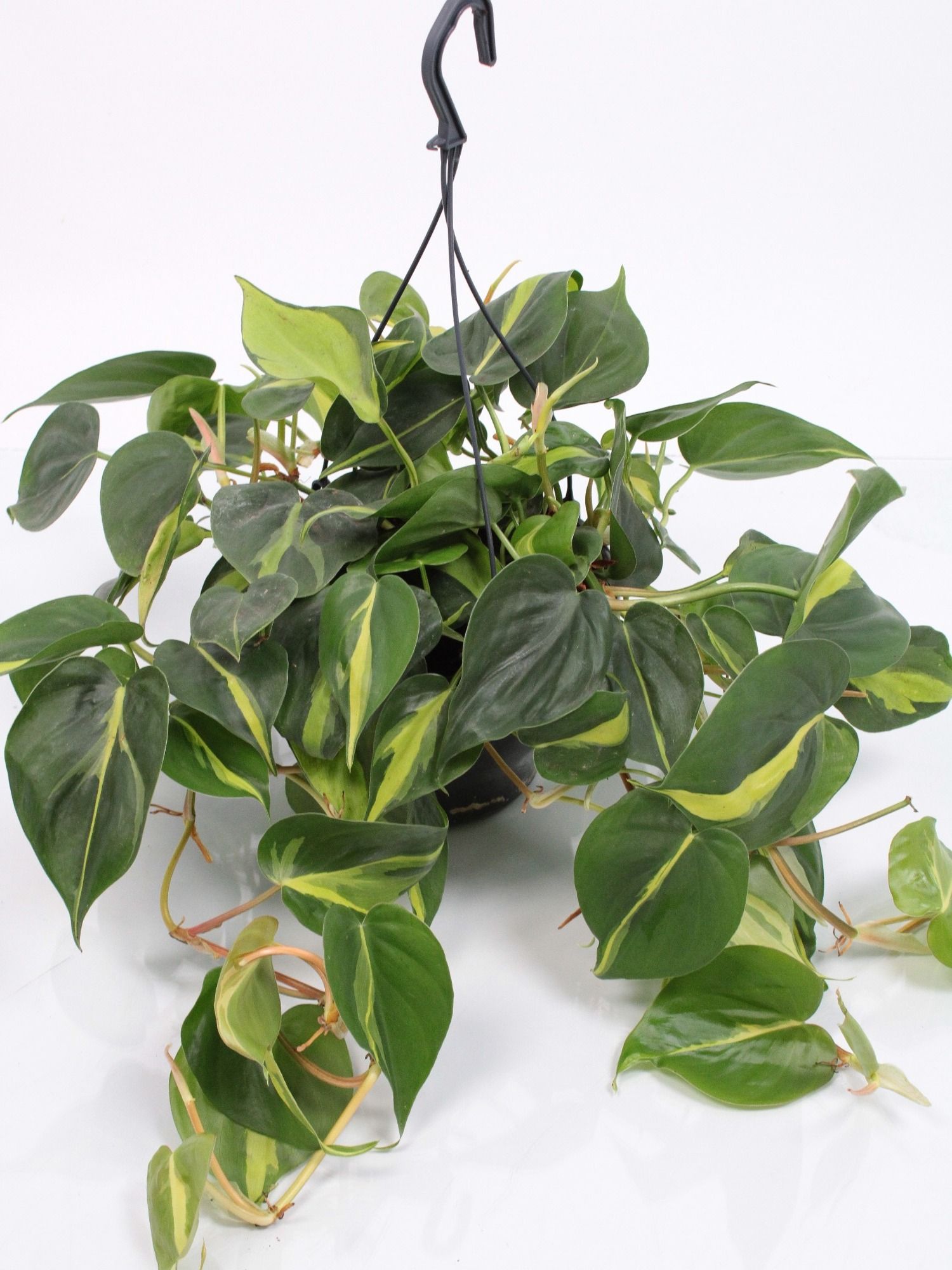 Philodendron Brasil hangpot, D 19