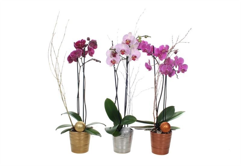 Scratched p12 mix luxury Phal mix 2T14+, D 12 cm