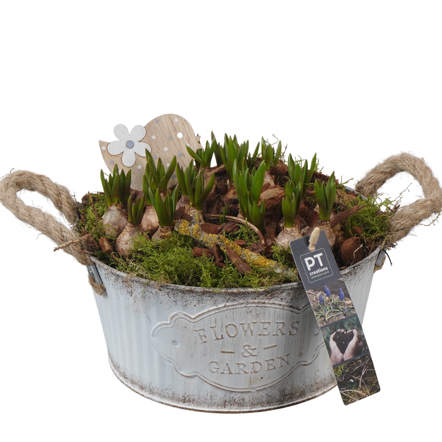 PTMB6166 Arrangement Muscari Blue in zink schaal, D 22