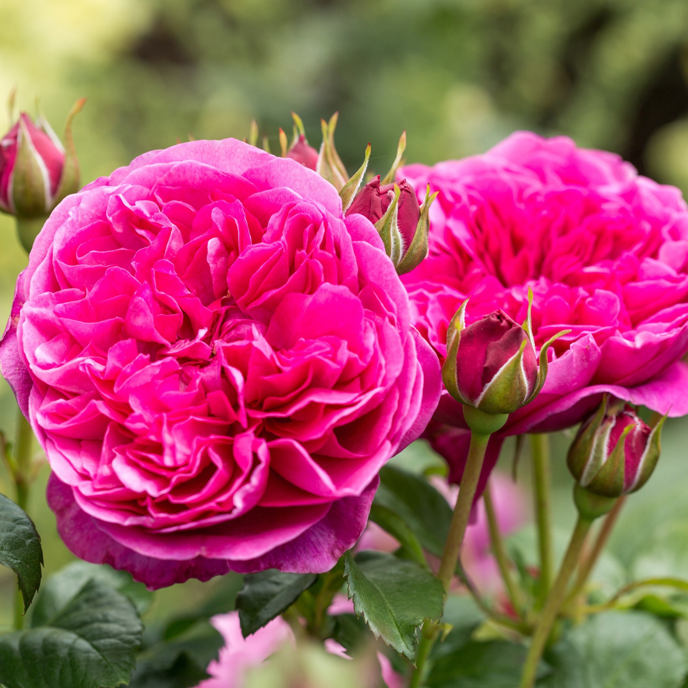 Rosa (Aus) James L. Austin ®, C3, D 17