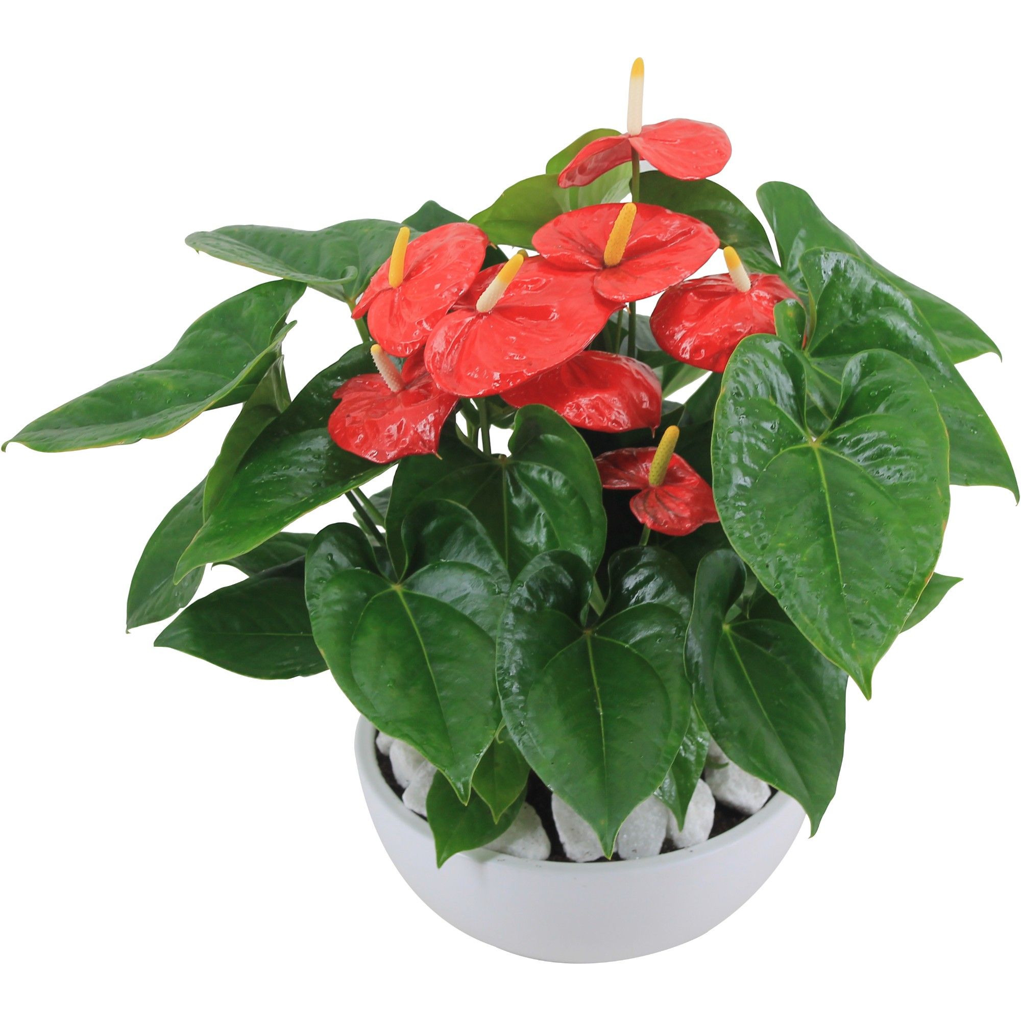 Anthurium XL.88 Aloha Red 26cm in witte keramieken schaal, D 26