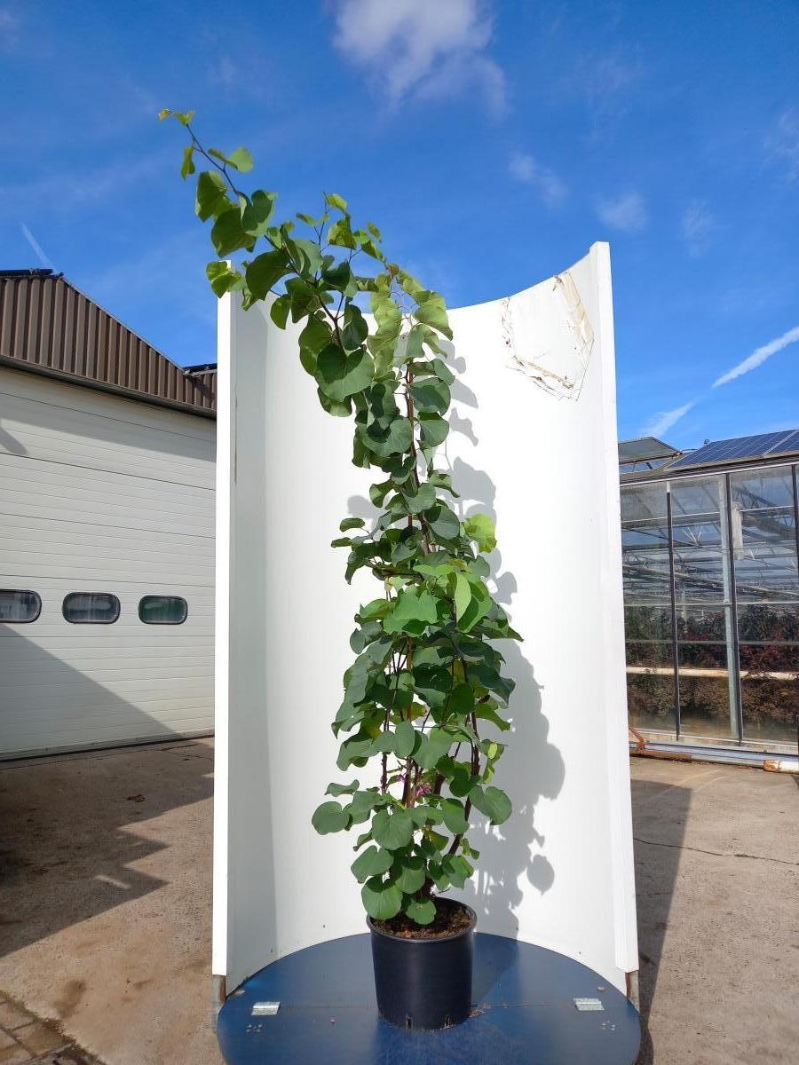 Cercis siliquastrum, D 40