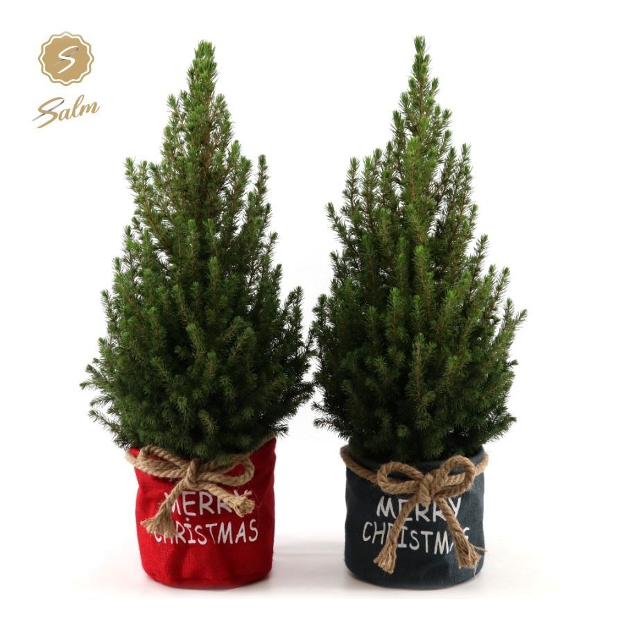Picea gl. 'December'® P19 in Bag X-mas Duo, D 21 cm