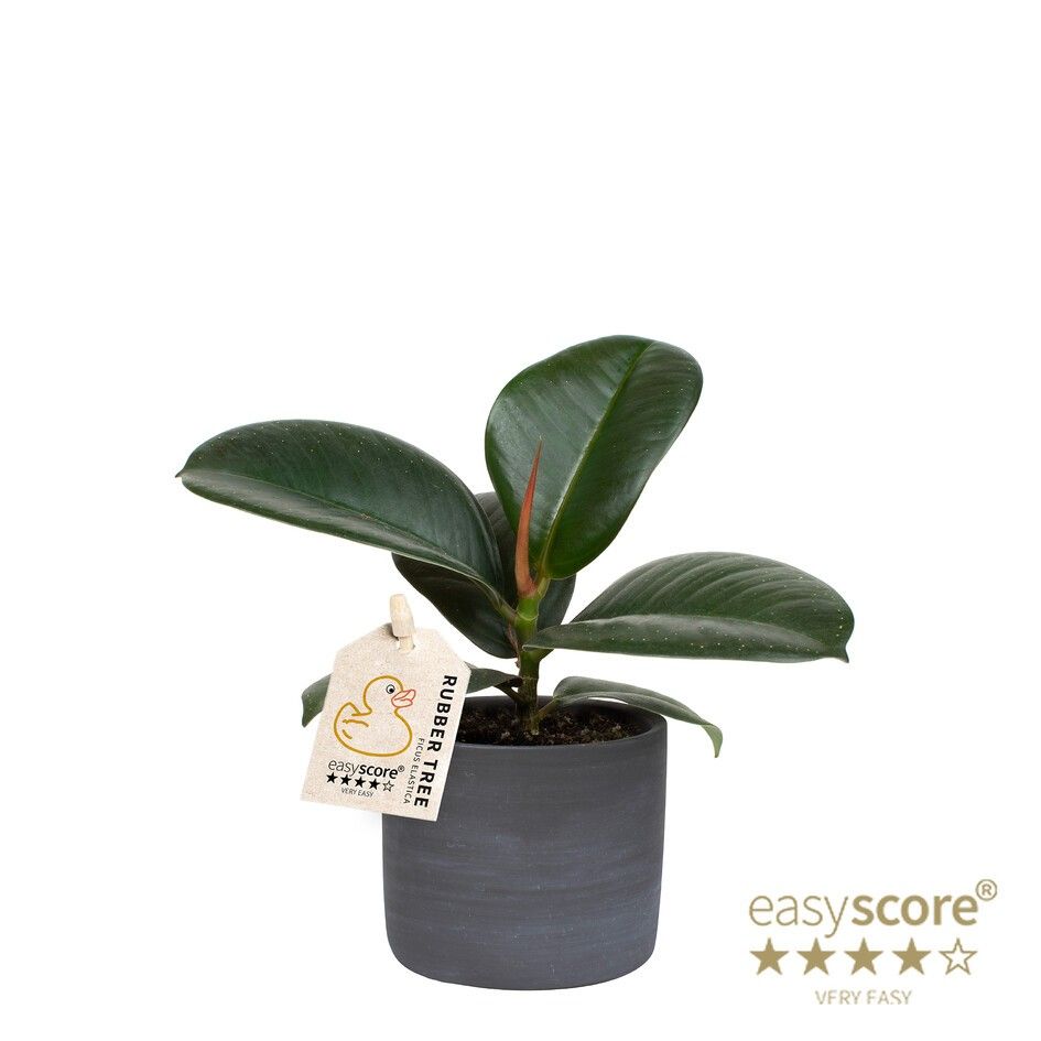 Raw Black, Ficus elastica ´Sofia´, D 7