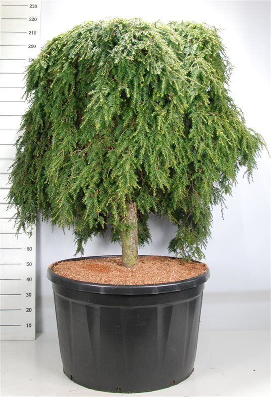 Tsuga can. 'Cole Prostrate', D 91