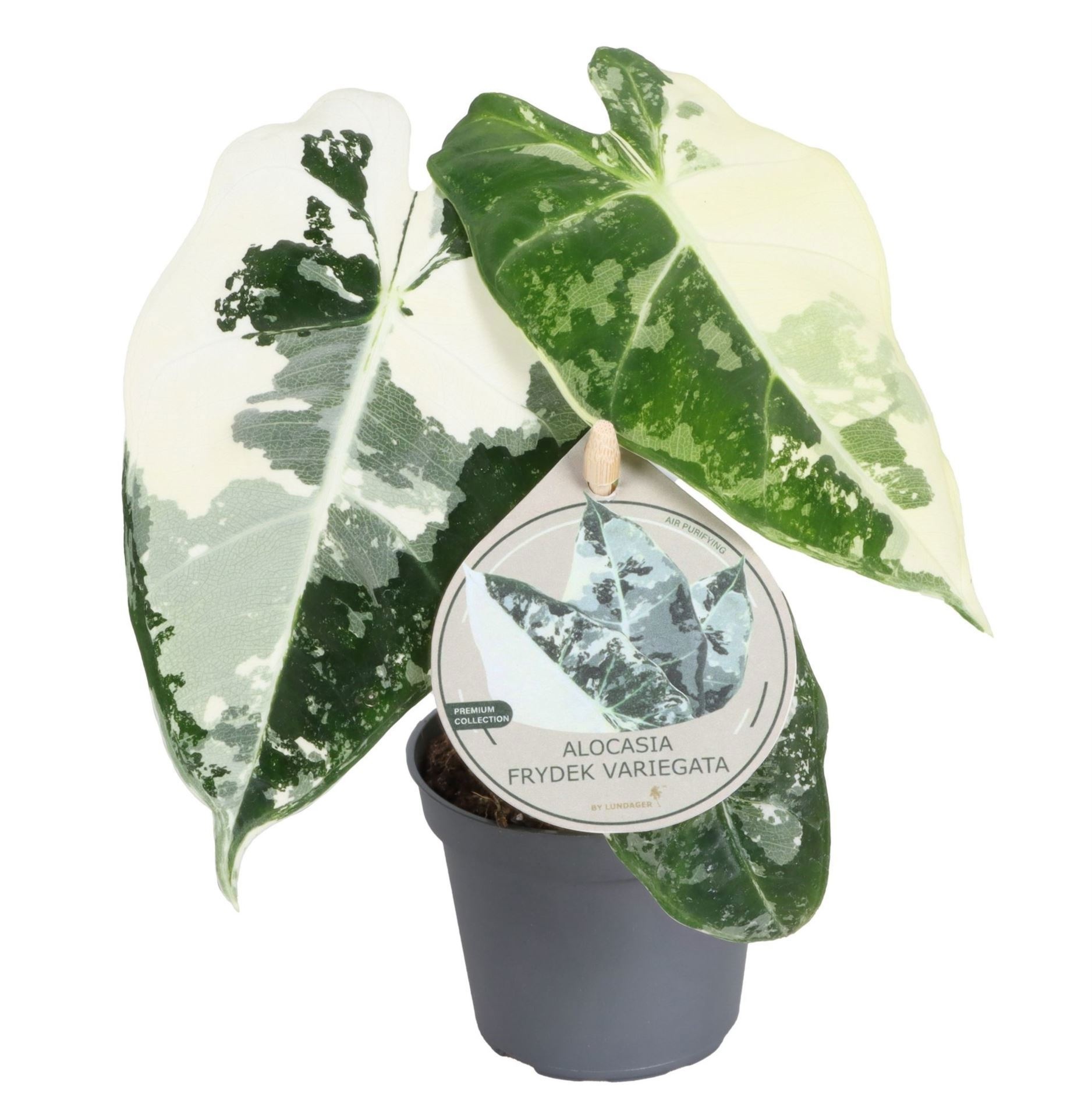 Alocasia Frydek Variegata W. Label 6 cm, D 6