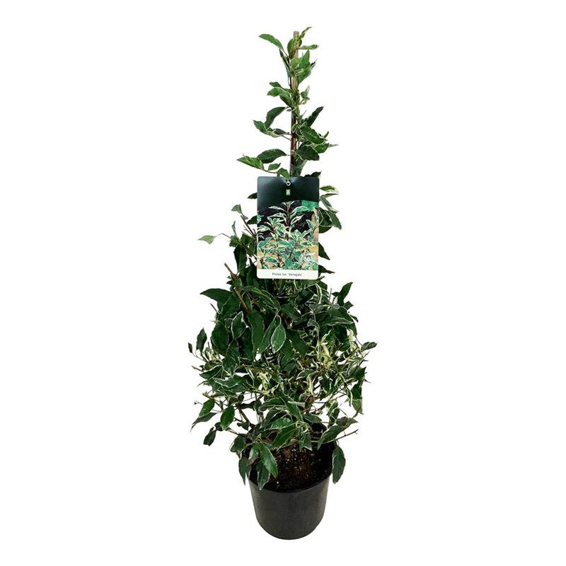 Prunus lus. 'Variegata', D 24 cm