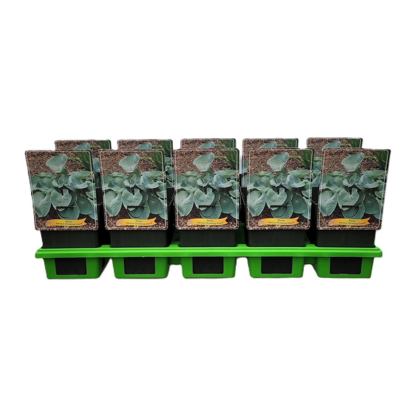Hosta 'Abiqua Drinking Gourd' P11, D 11