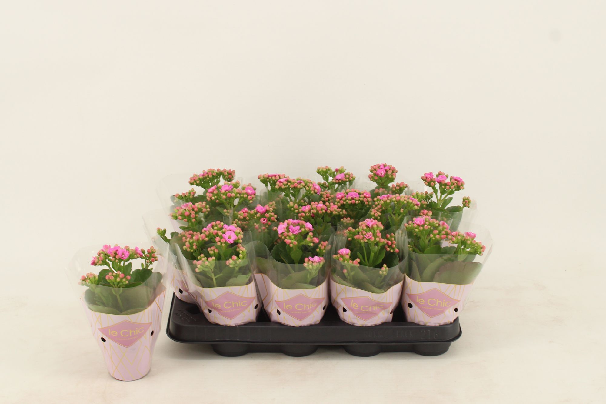 Kalanchoe Double, Le Chic Purple, D 8