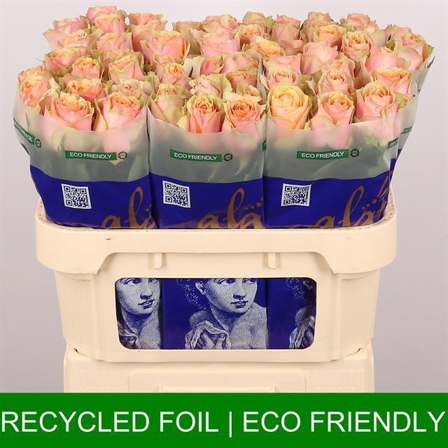 Роза од. Дивиденд 70, шт.