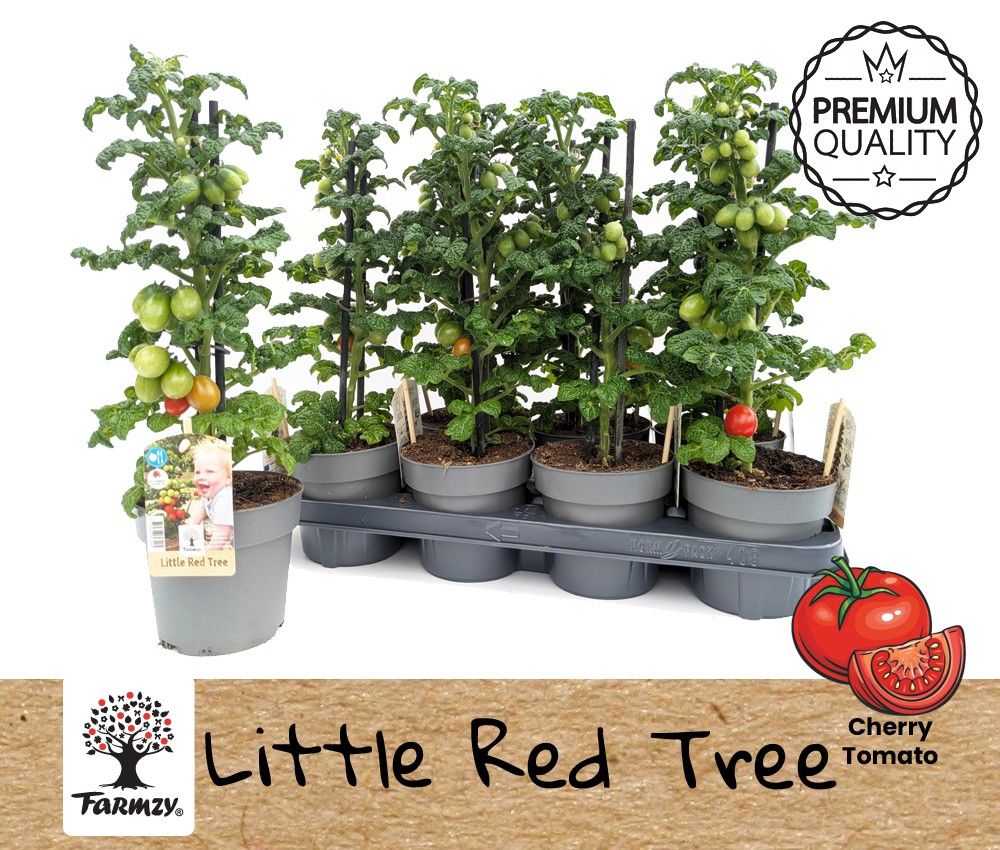 Farmzy® Little Red Tree, tomato plant, D 13