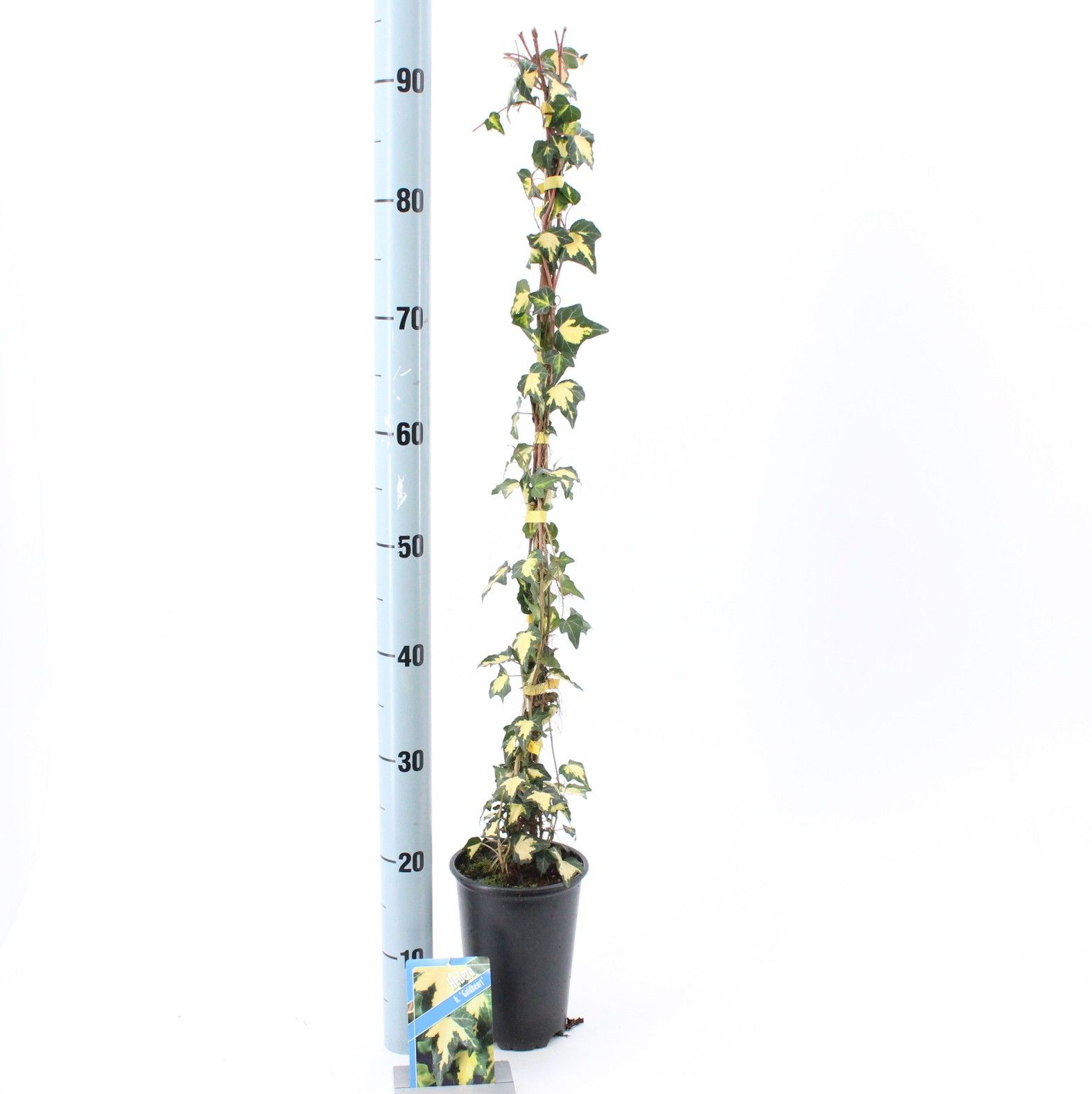 Hedera hel. ‘Goldheart’ --gestokt 70 cm, D 14